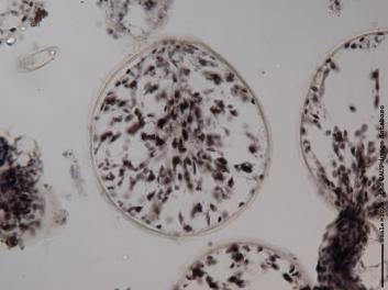 K007 100x.JPG